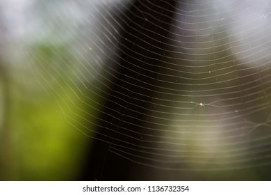 Spider and the trap