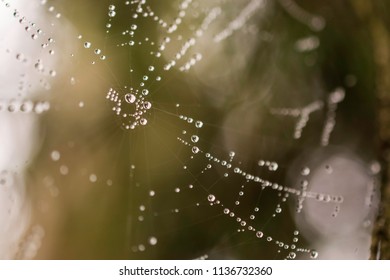 Spider and the trap