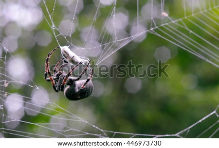 Spider Trap. Spider with its victim captured in its web.