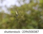 spider (Trichonephila clavata)Nephila clavata L. Koch, 1878