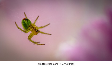 Spider in a Tulip (closer)
