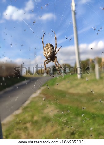 Similar – Foto Bild Geisterflieger Biene