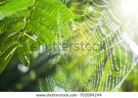 Similar – Foto Bild Tanne im Park ruhig Sommer