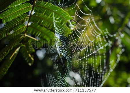 Foto Bild Tanne im Park ruhig Sommer