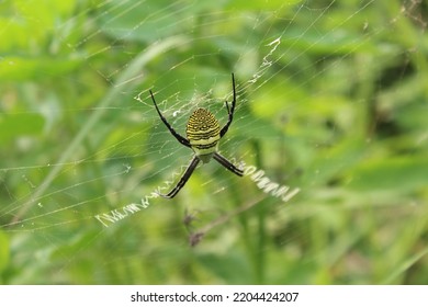 The Spider Is Waiting For Its Prey In The Middle Of The Nest