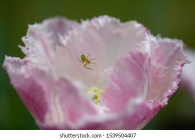 Spider waiting for prey in a Tulip