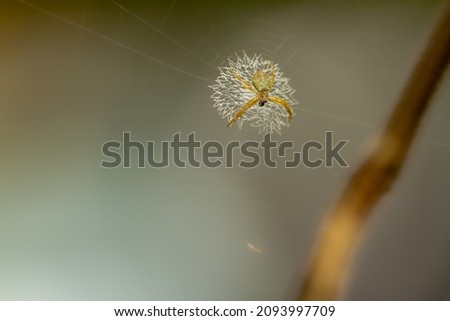 Similar – Foto Bild Kleines, haariges Blümchen im Gegenlicht