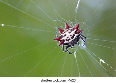 spider waiting in its web