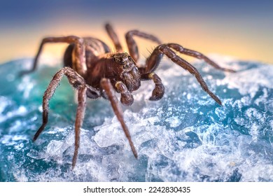 spider walking on the sea - Shutterstock ID 2242830435