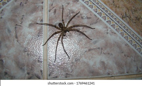 spider in the wall of a bathroom.
Spider on isolated white background
Spider is waiting for prey
close up of spider | closeup
insect, insects, bug, bugs, animal, animals, wildlife, wild nature, forest - Powered by Shutterstock