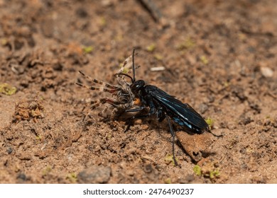 A spider wasp (Java sp), also known as spider-hunting wasp, carrying a paralysed red dot orb weaver (Neoscona triangula) to its burrow