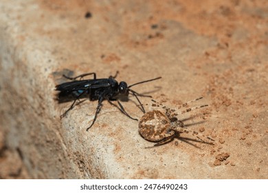 A spider wasp (Java sp), also known as spider-hunting wasp, carrying a paralysed red dot orb weaver (Neoscona triangula) to its burrow