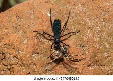 A spider wasp (Java sp), also known as spider-hunting wasp, carrying a paralysed red dot orb weaver (Neoscona triangula) to its burrow