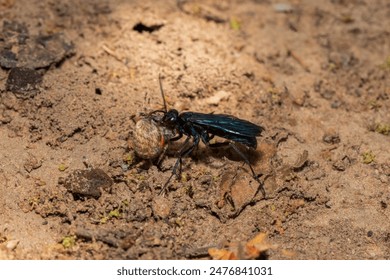 A spider wasp (Java sp), also known as spider-hunting wasp, carrying a paralysed red dot orb weaver (Neoscona triangula) to its burrow