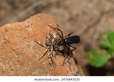 A spider wasp (Java sp), also known as spider-hunting wasp, carrying a paralysed red dot orb weaver (Neoscona triangula) to its burrow