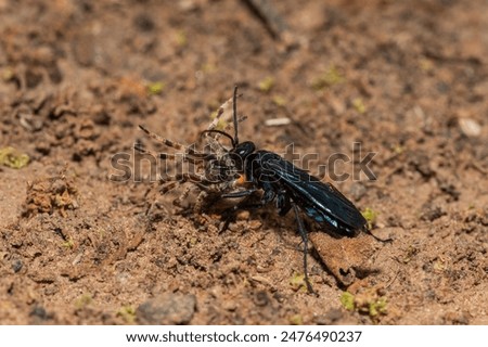 A spider wasp (Java sp), also known as spider-hunting wasp, carrying a paralysed red dot orb weaver (Neoscona triangula) to its burrow