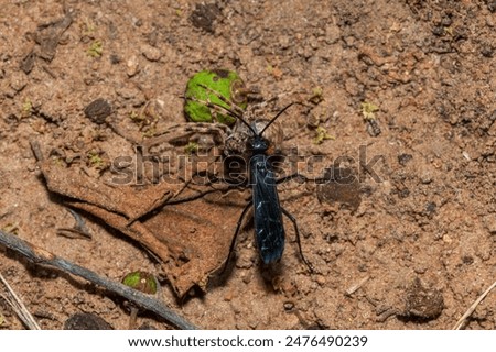 A spider wasp (Java sp), also known as spider-hunting wasp, carrying a paralysed red dot orb weaver (Neoscona triangula) to its burrow