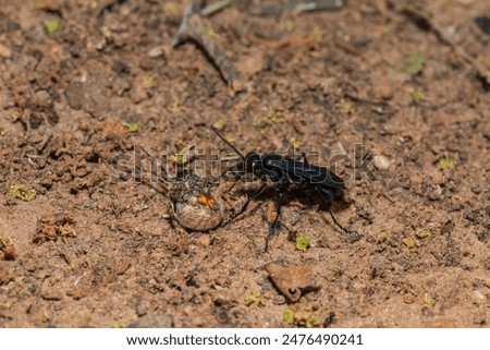 A spider wasp (Java sp), also known as spider-hunting wasp, carrying a paralysed red dot orb weaver (Neoscona triangula) to its burrow