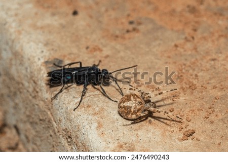 A spider wasp (Java sp), also known as spider-hunting wasp, carrying a paralysed red dot orb weaver (Neoscona triangula) to its burrow