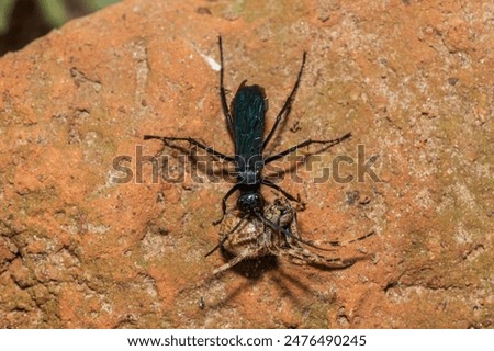A spider wasp (Java sp), also known as spider-hunting wasp, carrying a paralysed red dot orb weaver (Neoscona triangula) to its burrow