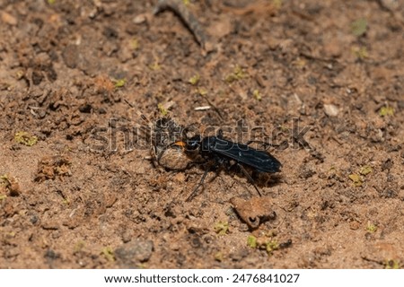 A spider wasp (Java sp), also known as spider-hunting wasp, carrying a paralysed red dot orb weaver (Neoscona triangula) to its burrow