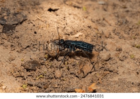 A spider wasp (Java sp), also known as spider-hunting wasp, carrying a paralysed red dot orb weaver (Neoscona triangula) to its burrow