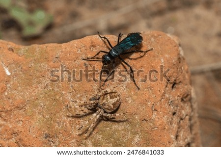 A spider wasp (Java sp), also known as spider-hunting wasp, carrying a paralysed red dot orb weaver (Neoscona triangula) to its burrow