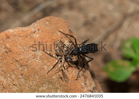 A spider wasp (Java sp), also known as spider-hunting wasp, carrying a paralysed red dot orb weaver (Neoscona triangula) to its burrow