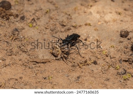 A spider wasp (Java sp), also known as spider-hunting wasp, carrying a paralysed red dot orb weaver (Neoscona triangula) to its burrow