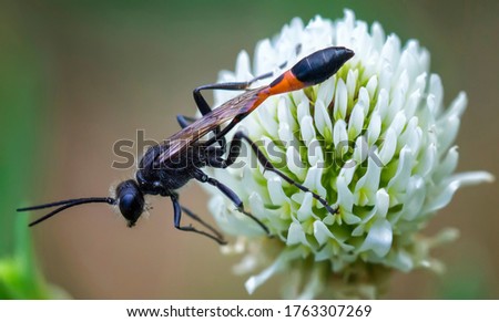 spider wasp sitting on the flower macro