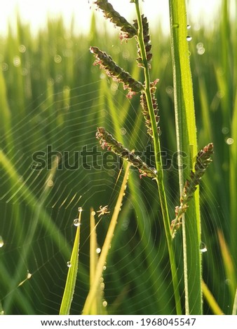 Similar – Image, Stock Photo sonnenblind Well-being