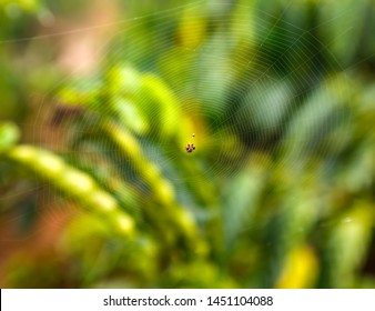 Spider weaves a web, small DOF