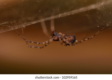 Spider in the web