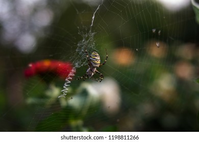 
spider and its web
