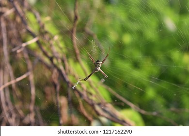 spider in web...