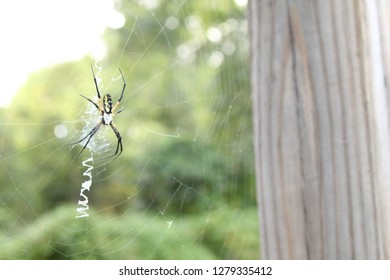 spider in web 