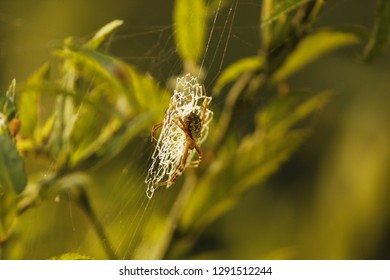 Spider in web