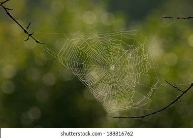Spider web