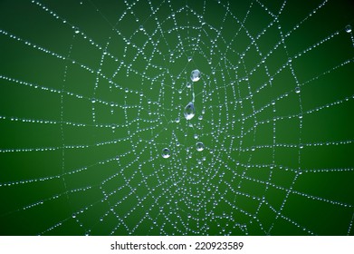 Spider Web