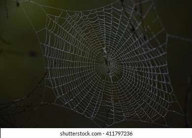 72,043 Spider web black Stock Photos, Images & Photography | Shutterstock