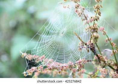 Spider web