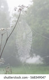 Spider web