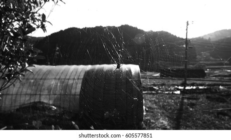 spider web