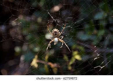Spider in a web