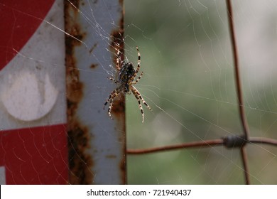 spider in web
