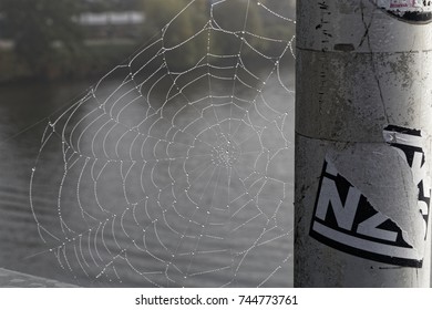 spider web