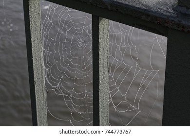 spider web