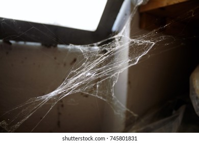 Spider web 