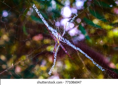 The Spider In Web