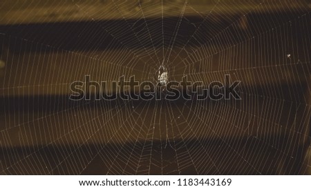 Similar – Image, Stock Photo backyard theatre Moss Leaf